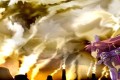 《比基尼铠甲探险队》完整版